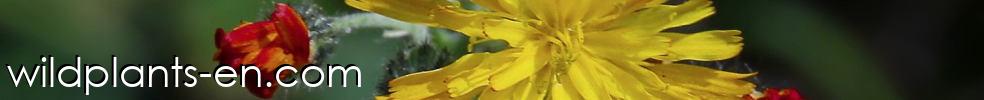 Wildplants-en.com