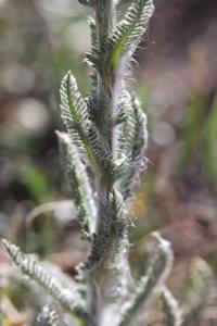 Gelbe Schafgarbe (Achillea tomentosa)