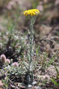 Gelbe Schafgarbe (Achillea tomentosa)
