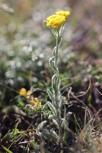 Gelbe Schafgarbe (Achillea tomentosa)
